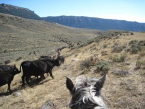 Moving Cattle