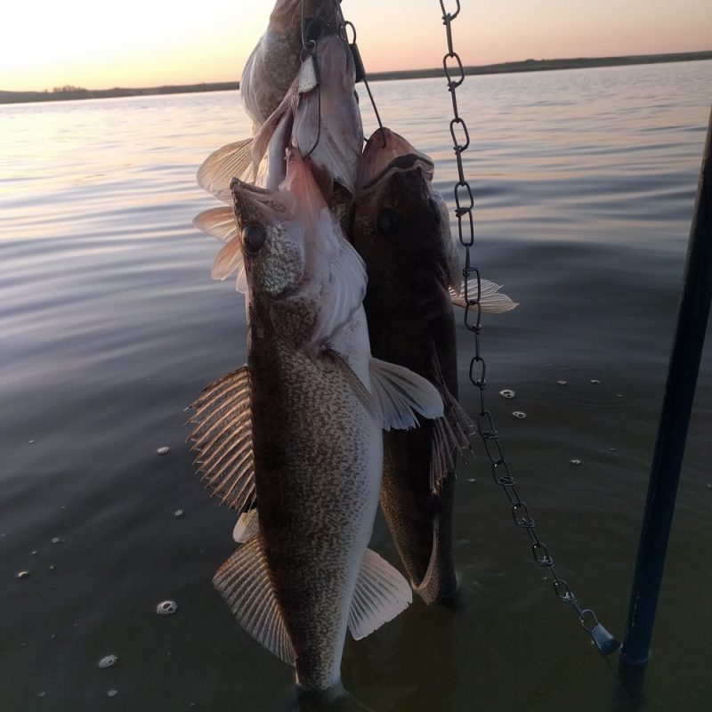 WalleyeFishing